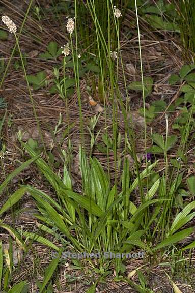 plantago lanceolata 2 graphic